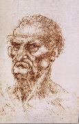 LEONARDO da Vinci Study of an old man oil on canvas